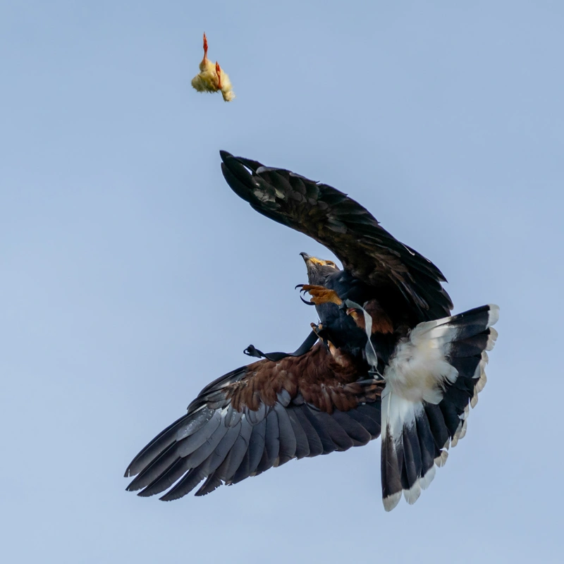 Luchtgevecht 38719