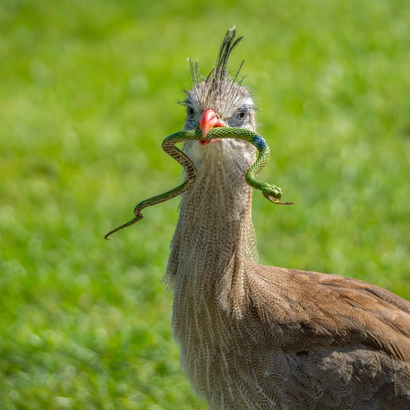 Vogel met slang 38792